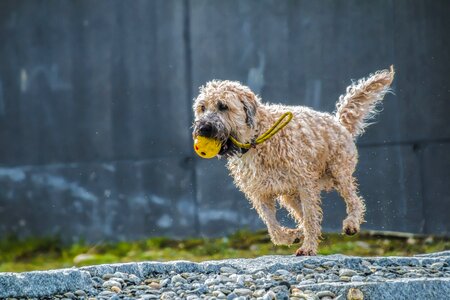 Play race wet dog photo