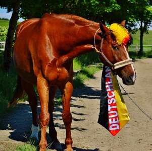 Germany horse france