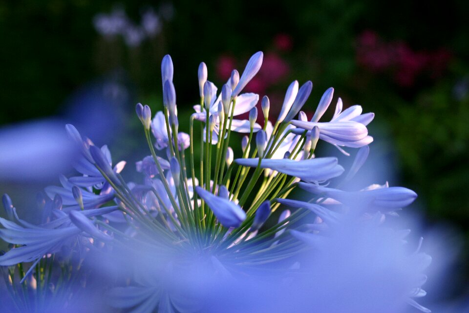 Blue summer blue jewelry lily