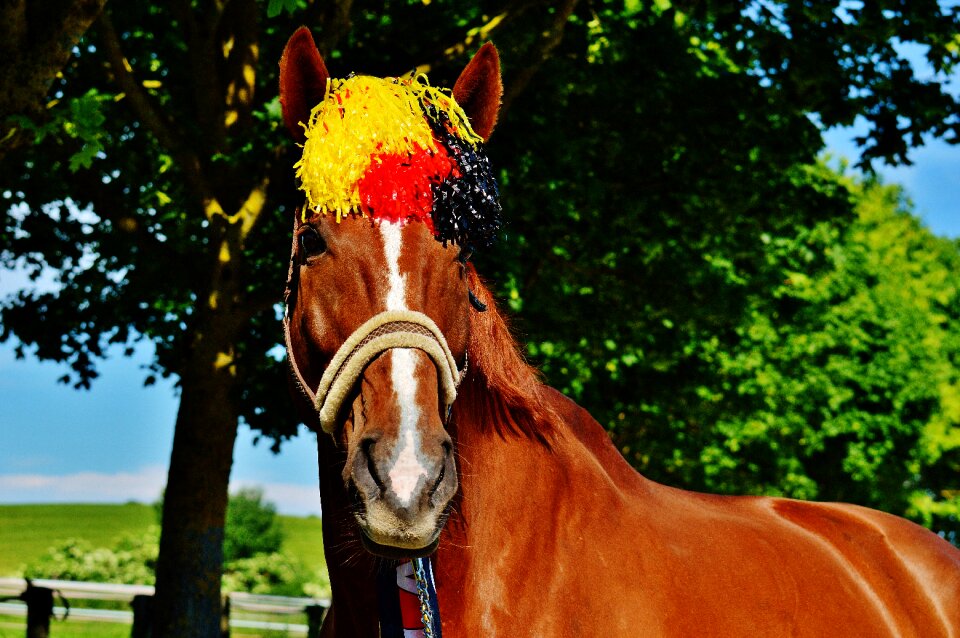 Germany horse france