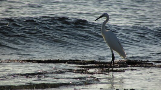 Nature wildlife shorebird