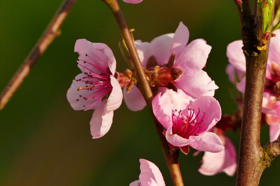 Summer pink flower plant
