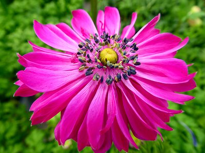 Spring pink ranunculaceae photo