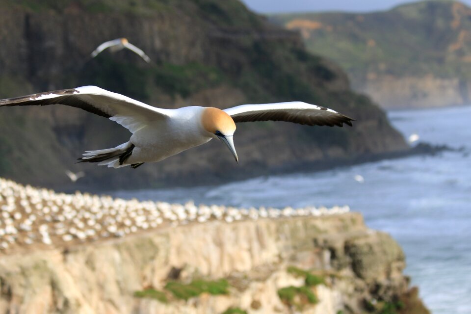 Ocean outdoors plumage
