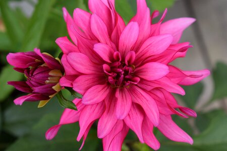 Plant colors flowers