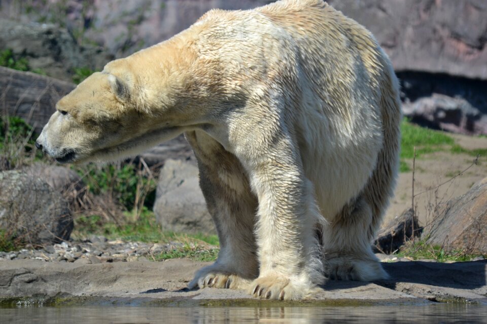 White bear animal mammal photo