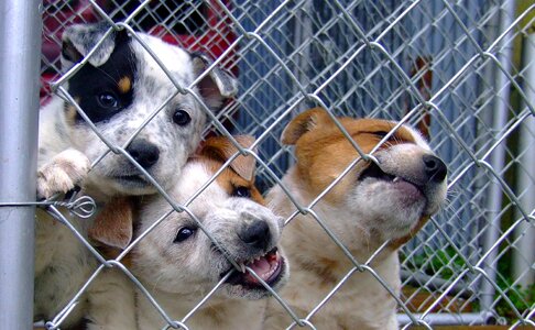 Cute puppies a hybrid