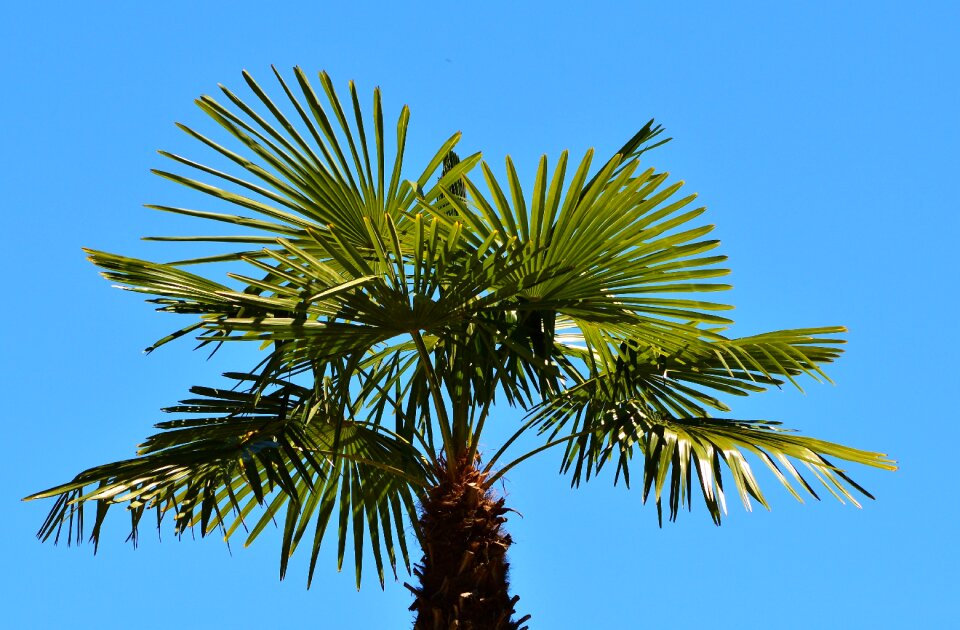 Palm tree sky summer