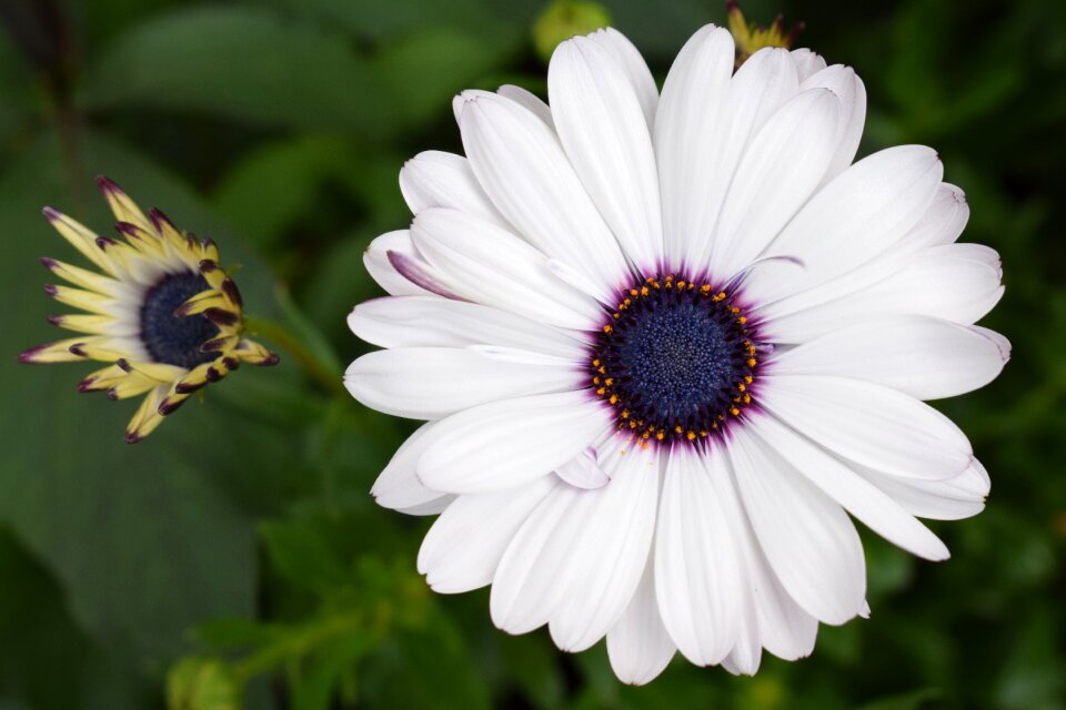 Buds white purple