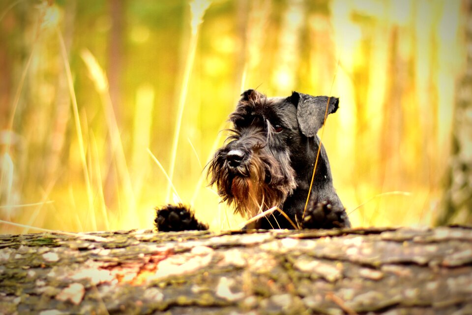 Schnauzer pet photography forest