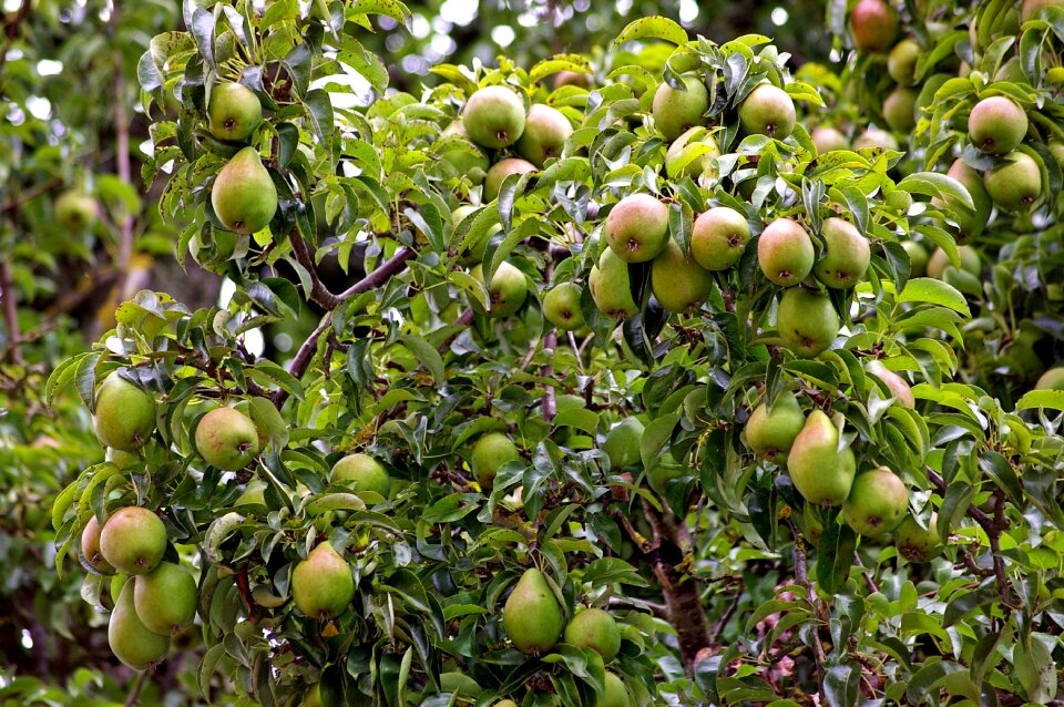 Pome fruit fruit autumn