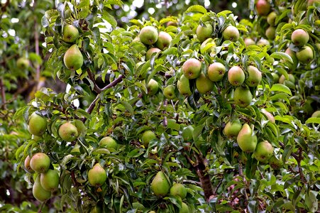 Pome fruit fruit autumn photo