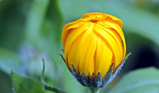 Open gardening naturopathy