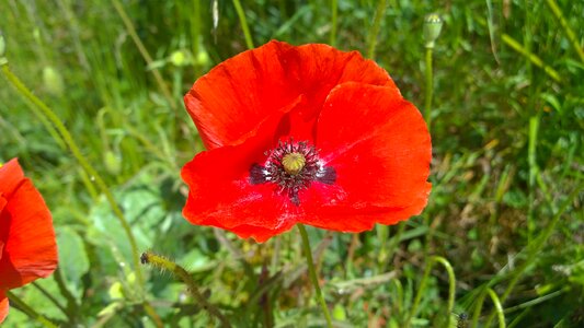 Field flower nature photo