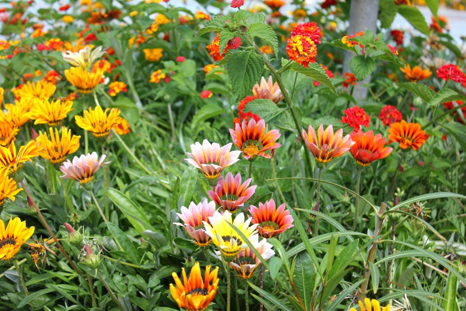 Red yellow nature
