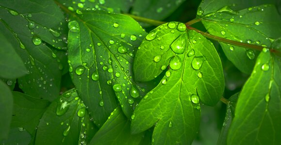 Nature green abstract