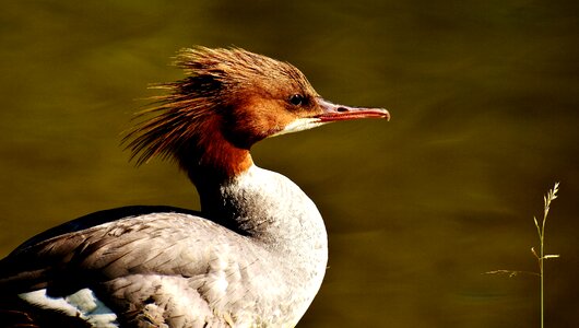 Duck males drake photo