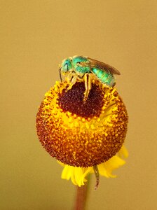 Garden plant pollen