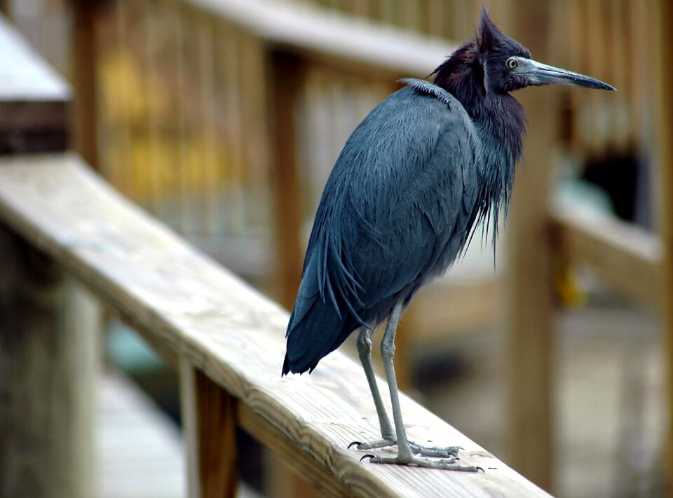 Wildlife egret nature