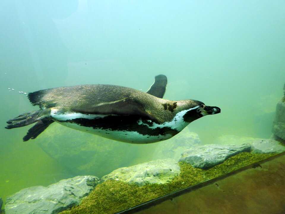 Swim water underwater