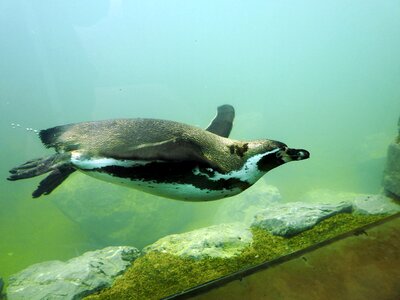 Swim water underwater photo