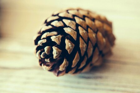Close-up focus pine cone