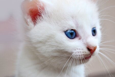 Eyes fur white