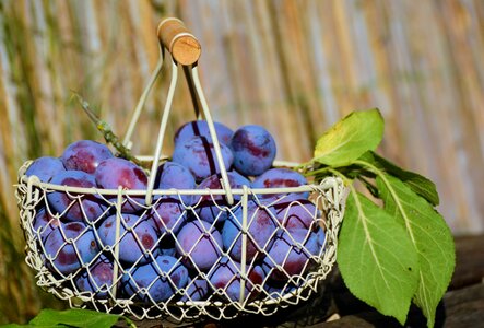 Violet fruits ripe