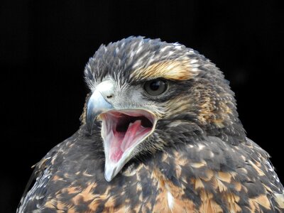 Raptor bird portrait portrait