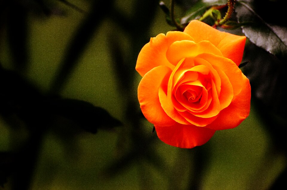 Bloom flower orange roses