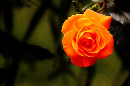 Bloom flower orange roses photo