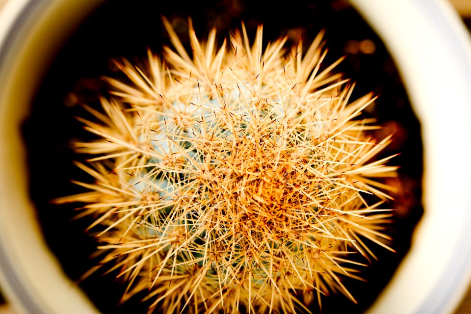 Plant prickly spikes