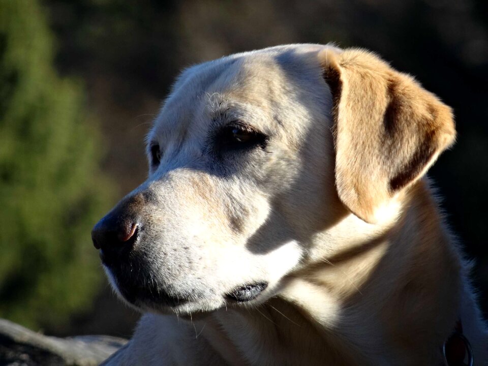 Dog's nose floppy ear satisfied