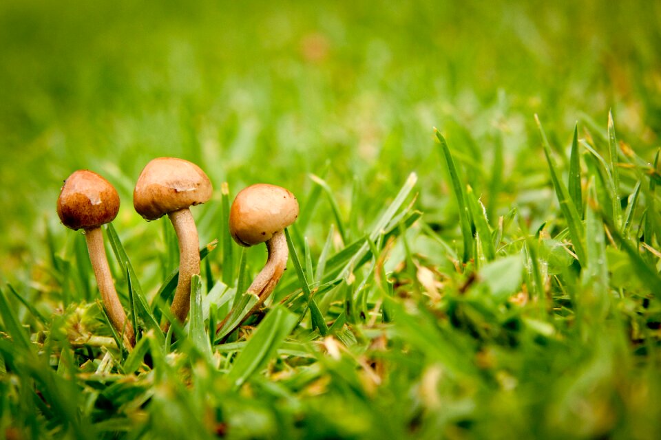 Grass ground growth