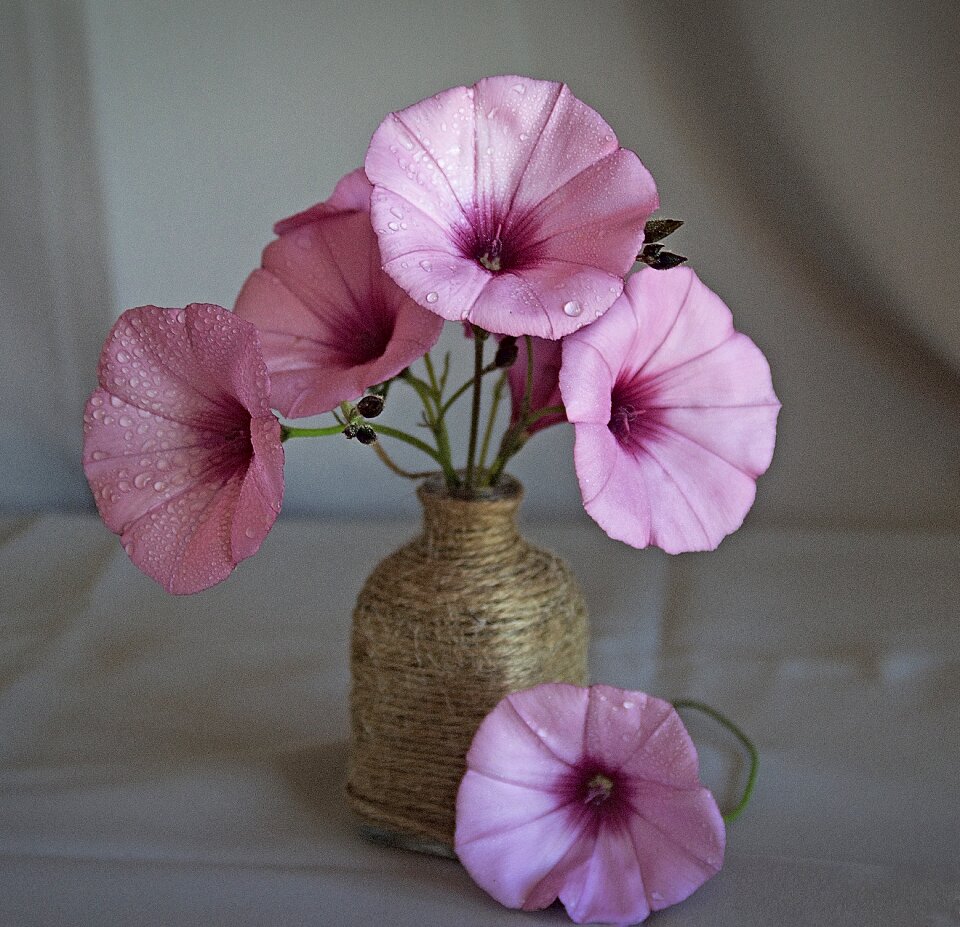 Color spring beauty