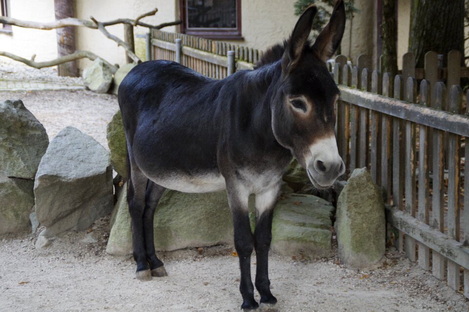 Animal ungulate petting zoo