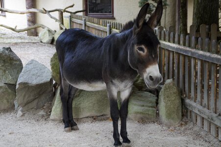 Animal ungulate petting zoo photo