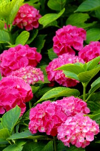 Natural bloom garden
