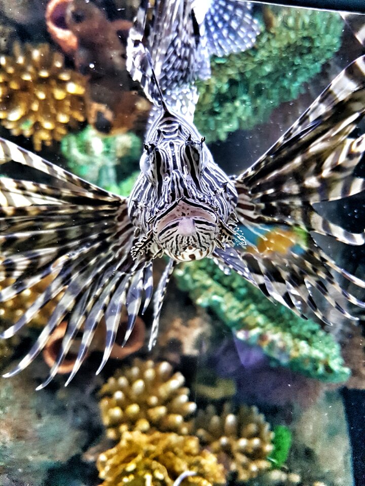 Animal venom poisonous fish