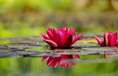 Bloom bloom red