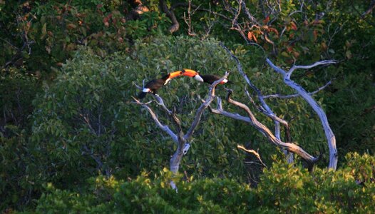 Toucans birds nature