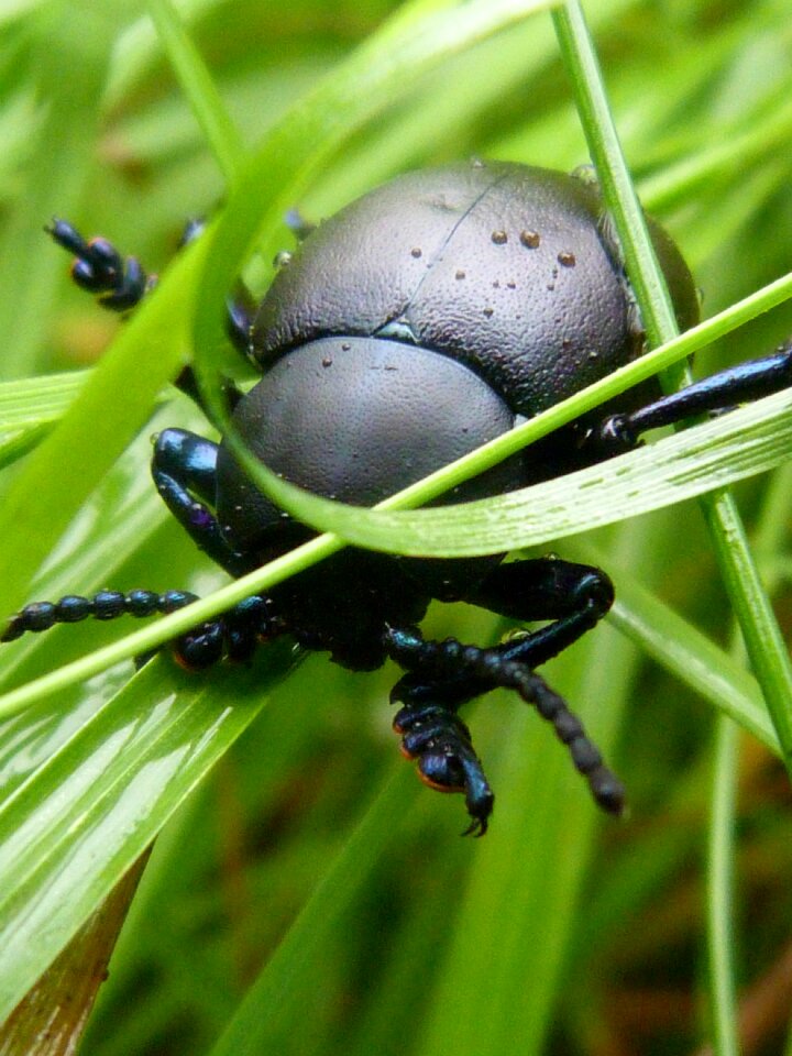 Insect dung beetle grass