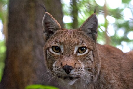 Mammals eurasischer lynx carnivores photo