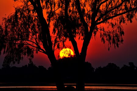 Sunset landscape tree photo