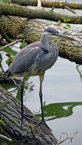 Wild nature juvenile