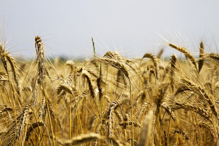 Wheat field cereals agriculture