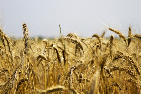 Wheat field cereals agriculture photo