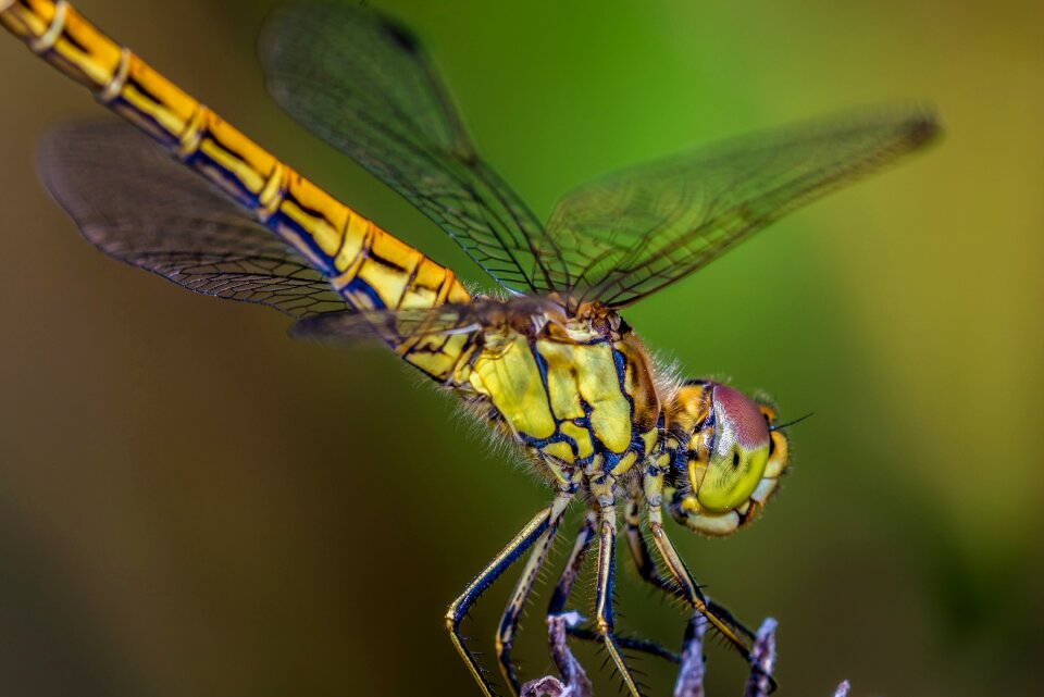 Close up animals macro