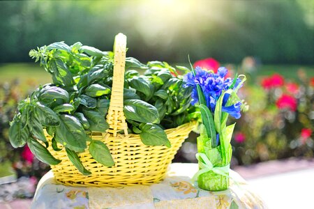 Organic vegetarian natural