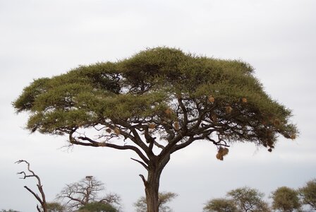 Tree africa kenya